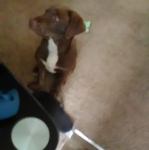 Meet your Posher, Breylon